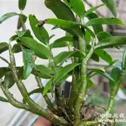 霍山紫杆铁皮石斛3年苗27