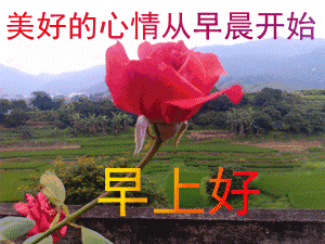 8张最新温馨好看的早安动画表情包免打字就可以聊天早安问候图片鲜花带字