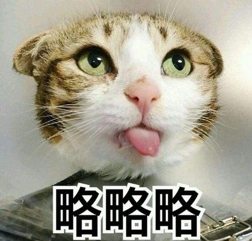 猴子对猫咪非常喜欢,天天护在身边,这是恋爱了吗