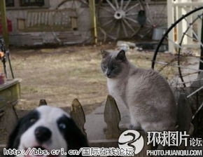 动物匪夷所思的搞笑卖萌大象智商接近人图