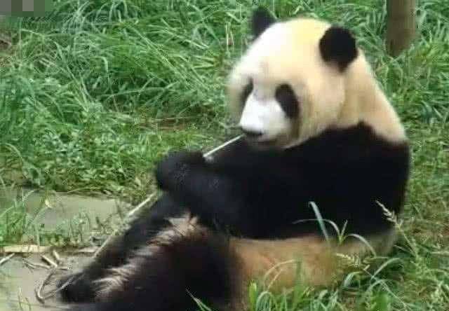 水管意外打到熊猫,越想越气跟它死磕,镜头记录全部搞笑过程