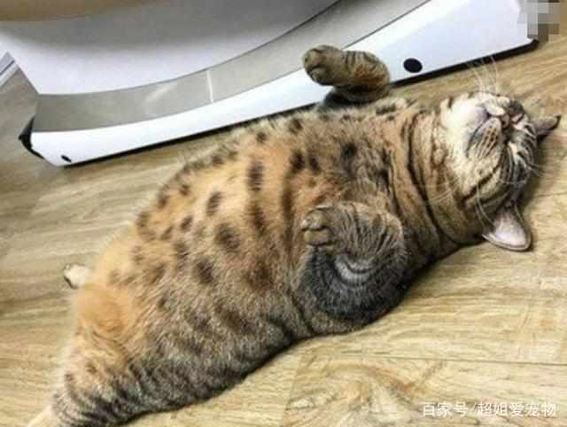 天气变凉,猫妈妈硬要给小猫暖窝,小喵妈妈的爱有点重