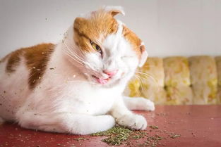 摄影师捕捉猫咪吸猫薄荷的瞬间,喵皇嗨起来形象完全大崩坏