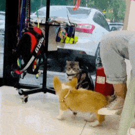 聊天表情包动态猫狗表情包10