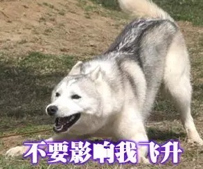 一只哈士奇失足坠楼,挂到电线上,姿势亮了