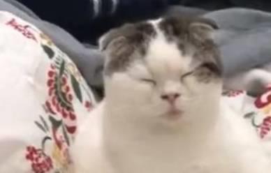 并不是所有猫都能吸动的,看到这些猫只想说小别致长得真东西嘿