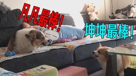 小柯基被按摩舒服到哭了小表情实在太可爱太猥琐了铲屎的不要停