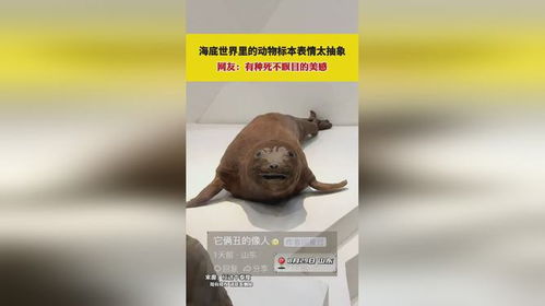 这动物标本表情真的很抽象