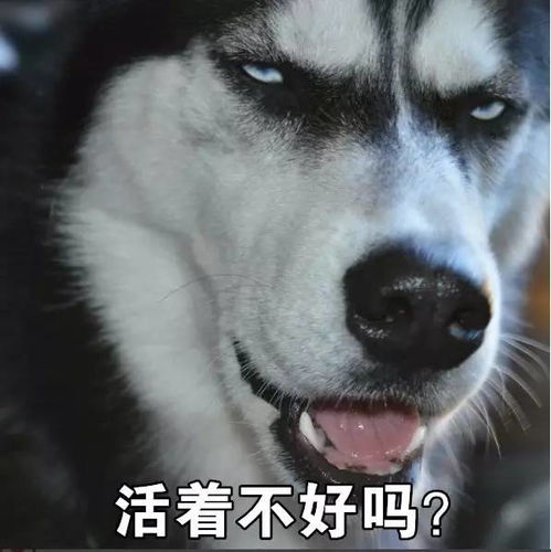 蠢萌二哈表情包奥特曼