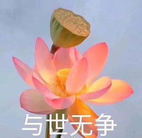 60万的包包500万的表,网红生活把我真实看哭了