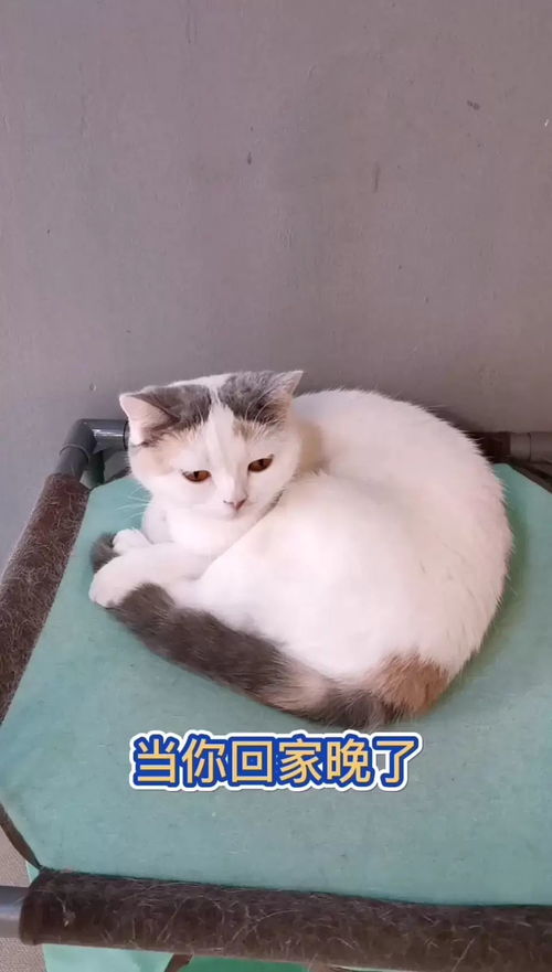 回家晚了,主子的表情