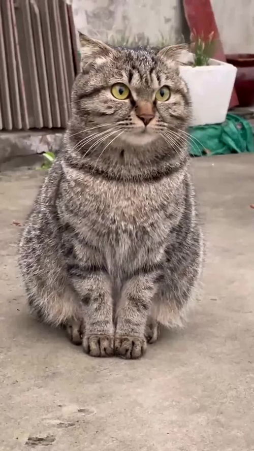 我忍表情包动态接我