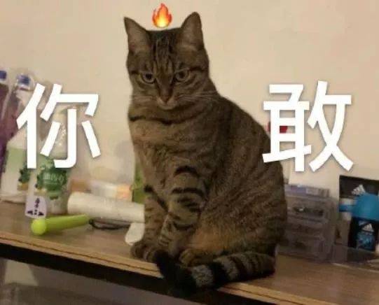 猫咪表情包感觉收藏起来别输在起跑线