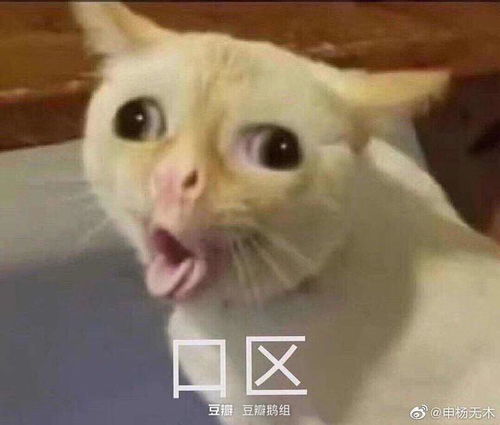 哈哈哈哈哈舔狗舔到最后一无所有