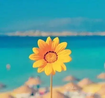 50岁淡雅头像微信花朵套图