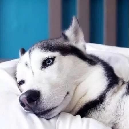 二哈能当警犬吗铲屎官还是不要去祸害别人了