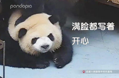 大熊猫的头套质量有多好防咬防拽还防水