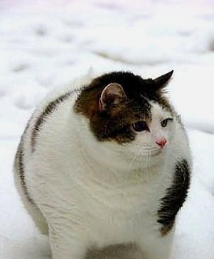 辟谣猫咪减肥少吃点寿命也会减短哦