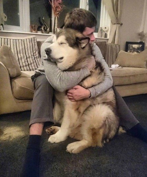 这一定是你养大狗狗的理由之一