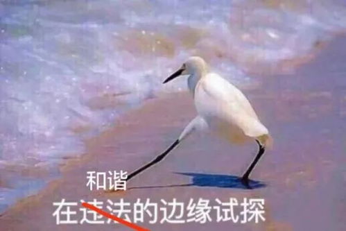 疯狂试探表情包鸟原图