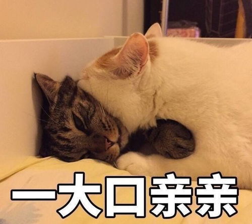 亲亲我的爱人表情包和好