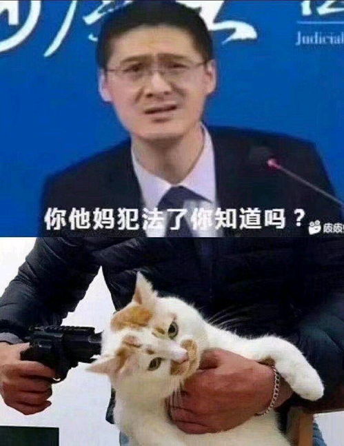 这是up主最喜欢的姥爷猫猫表情包第一期