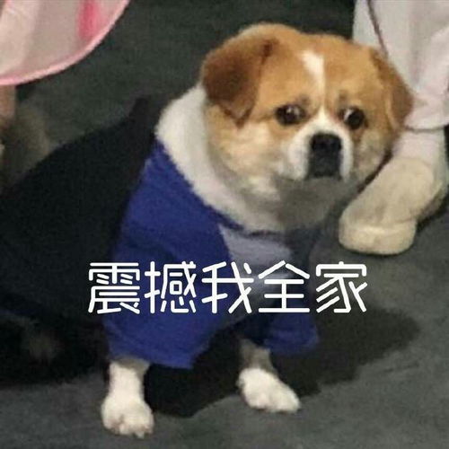 原著党如果评价由韩漫看脸时代改编的电视剧外貌至上主义