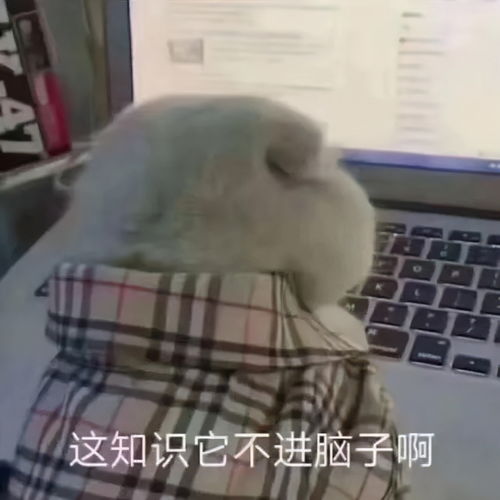 怎样下载有趣的表情包小白脸