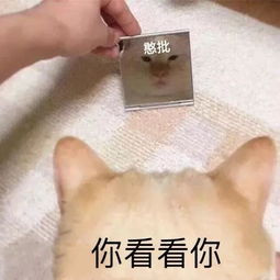 饭圈女孩爆笑怼香港愤青哈哈哈哈这都是些什么宝藏女孩啊