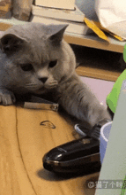 表情这猫看着好像不太聪明的亚子胖子表情