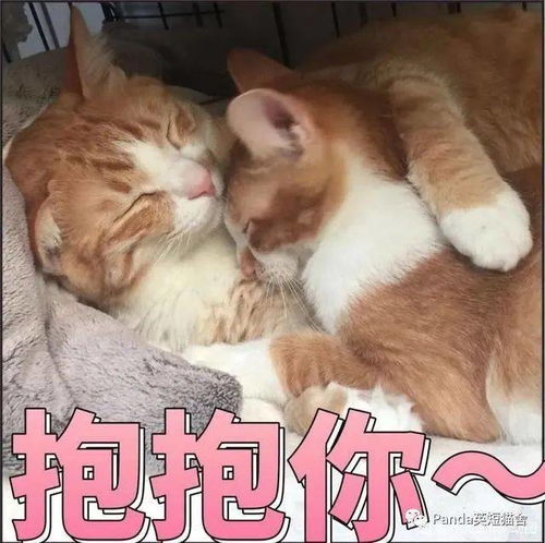 喵喵表情敲萌,让铲屎官毫无抵抗力