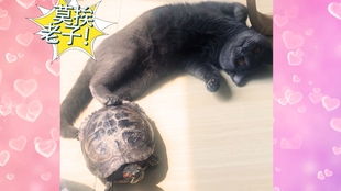 羊疯起来到底有多沙雕脑回路配得上动物界奇葩称号
