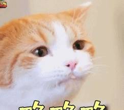 吐槽自家喵星人,猫咪总是突然给猫奴一个惊喜捣蛋