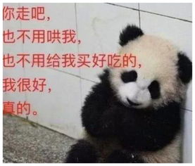 见识下熊猫界的苏大强,不吃不喝蹲墙角耍赖,相似度满分