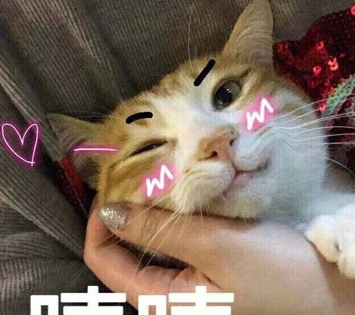 还在为主子换毛而苦恼这3招告诉你如何度过毛孩子的换毛期