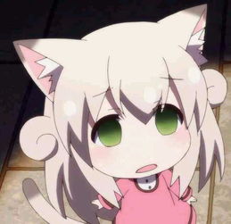 求表情包出处,猫儿白毛