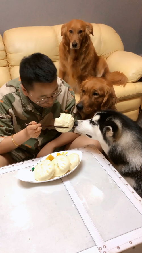 蠢萌二哈表情包抢镜