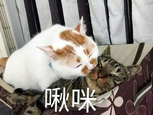 端午吃了那么多年粽子,万万没想到它们还有这些面孔