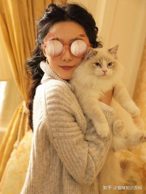 为什么布偶猫这么粘人很多人受不了,看了后你会原谅它