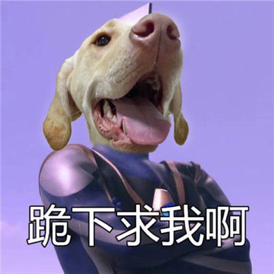 戏精必备的狗头斗图表情包