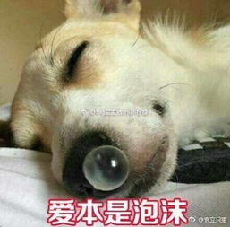 狗头护体表情包幽默笑话