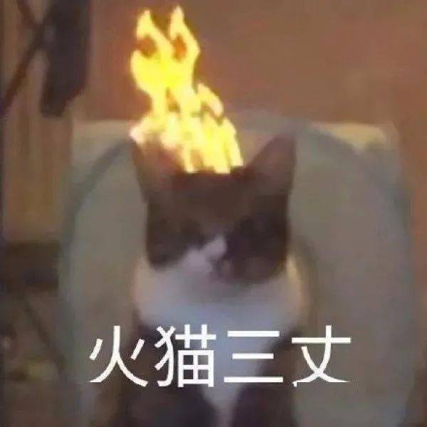 沙雕猫猫表情包