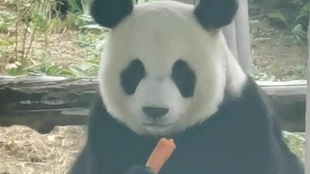妙音小公主得到了舅舅的真传