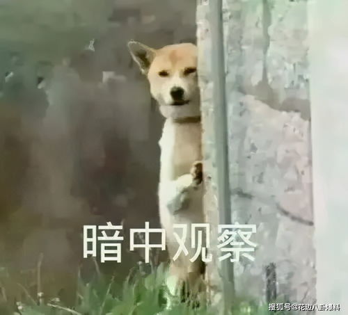 俊逸传心机女插足拆散真爱绿茶妹作风豪放却成新欢