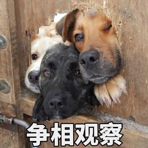 狗狗住得太简陋,主人被骂偏心后委屈了你们去问问它