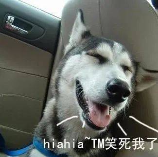 当普通狗狗看到警犬时,会觉得是警察来了吗