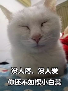 看完这组猫咪表情包后,我哇的一声哭了出来...搜狐宠物搜狐网