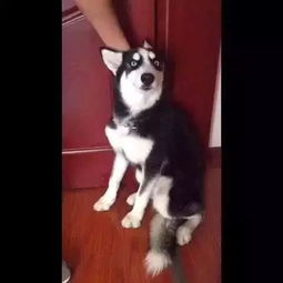 犯错的时候,所有的狗狗几乎都是这样的表情