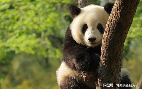 关晓彤长腿熊猫表情包孟菲斯动物园
