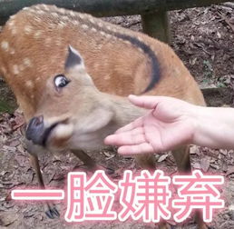奈良50多头小鹿集体出走,当地人表示长这么大头一回见